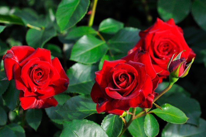 �����ġۥХ��� �˥����ѥ��ˡ��� ���� 6��ȭ�����ʡ�J-FL20��