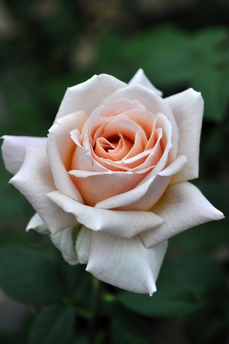 バラ苗 バラ苗【中苗】スパイスドコーヒー 国産苗 6号鉢植え品《J-HT20