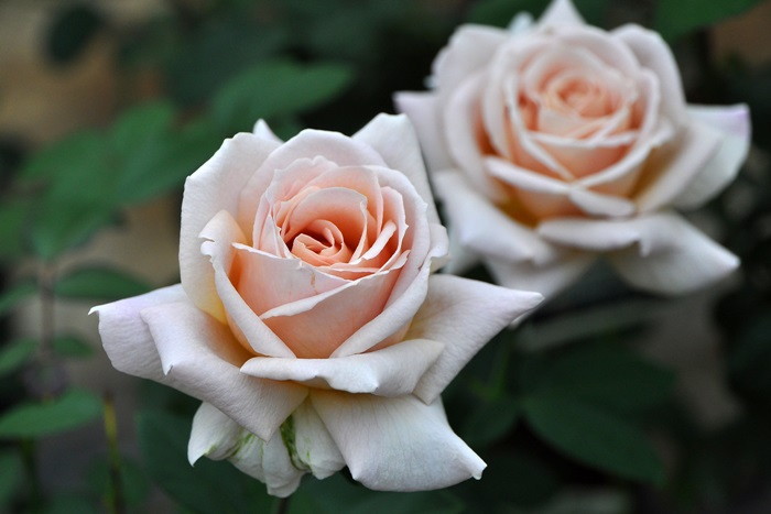 �Х��ġ����ġۥ��ѥ����ɥ����ҡ� ���� 6��ȭ�����ʡ�J-HT20��