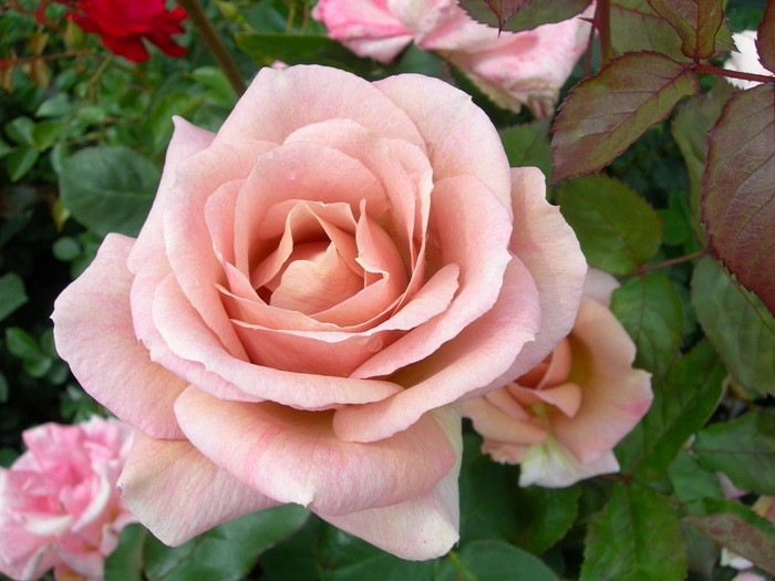 �Х��ġ����ġۥ��ѥ����ɥ����ҡ� ���� 6��ȭ�����ʡ�J-HT20��