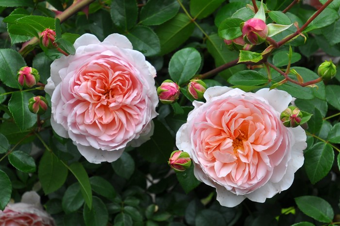 �����ġۥХ��� �磻��ɥ��� ͢���� 7��ȭ�����ʡη����ʼ�ϡ�ER-Y��