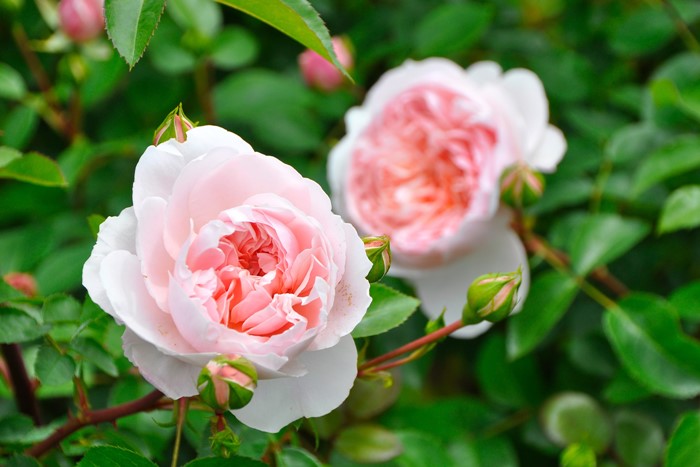 �����ġۥХ��� �磻��ɥ��� ͢���� 7��ȭ�����ʡη����ʼ�ϡ�ER-Y��