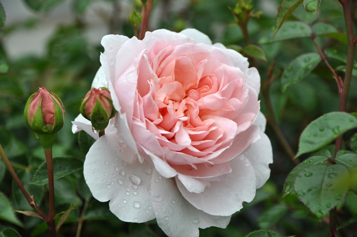 �����ġۥХ��� �磻��ɥ��� ͢���� 7��ȭ�����ʡη����ʼ�ϡ�ER-Y��