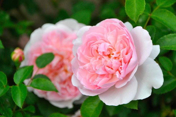 �����ġۥХ��� �磻��ɥ��� ͢���� 7��ȭ�����ʡη����ʼ�ϡ�ER-Y��