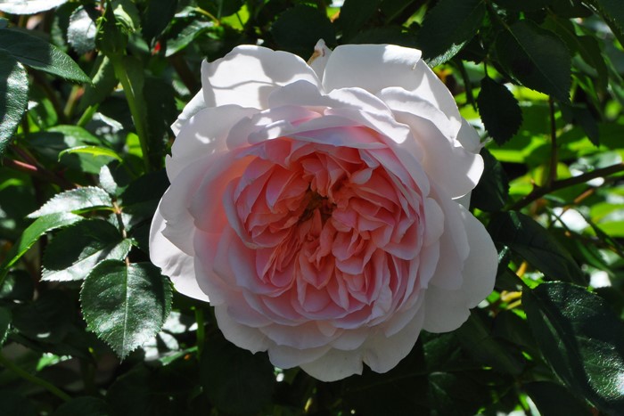 �����ġۥХ��� �磻��ɥ��� ͢���� 7��ȭ�����ʡη����ʼ�ϡ�ER-Y��