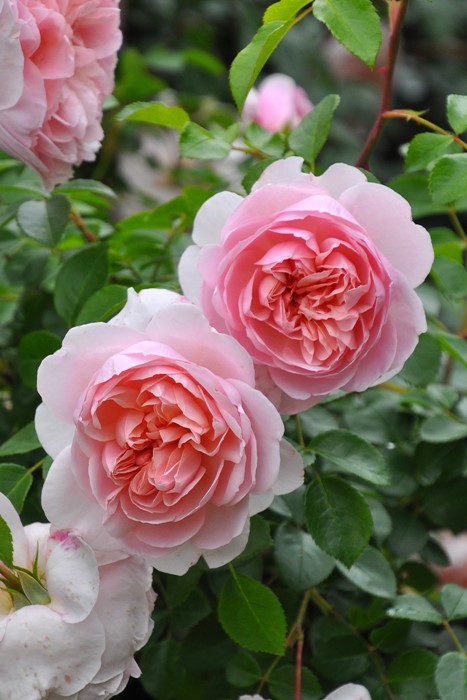 �����ġۥХ��� �磻��ɥ��� ͢���� 7��ȭ�����ʡη����ʼ�ϡ�ER-Y��