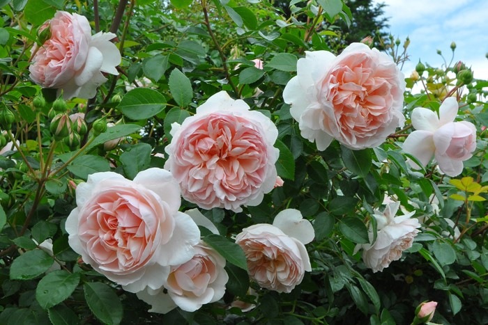 �����ġۥХ��� �磻��ɥ��� ͢���� 7��ȭ�����ʡη����ʼ�ϡ�ER-Y��