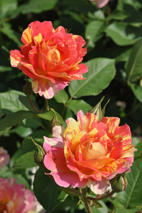 大苗 バラ苗 ポールセザンヌ ローズデシスターシェン Del絞黄 国産苗 6号鉢植え品 契約品種 Han Del すべての商品 バラの家 公式本店 ロサオリエンティス バラ苗 専門店