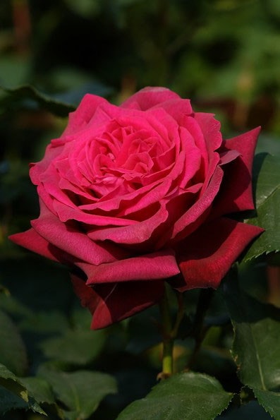 ���ߵ����ġۥХ��� ���졼�ե���ǥ����� ���� 6��ȭ�����ʡ����ӿ建�� ��Ͽ�ʼ�ϡ�J-IRM3�ա�1120�����