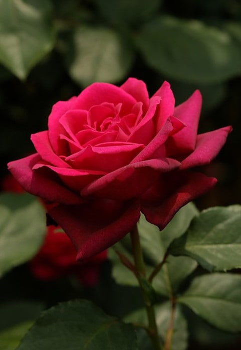 ���ߵ����ġۥХ��� ���졼�ե���ǥ����� ���� 6��ȭ�����ʡ����ӿ建�� ��Ͽ�ʼ�ϡ�J-IRM3�ա�1120�����