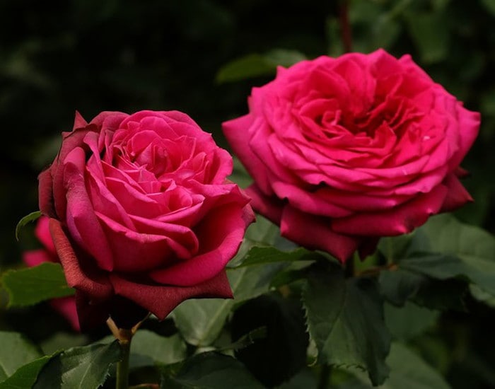 ���ߵ����ġۥХ��� ���졼�ե���ǥ����� ���� 6��ȭ�����ʡ����ӿ建�� ��Ͽ�ʼ�ϡ�J-IRM3�ա�1120�����