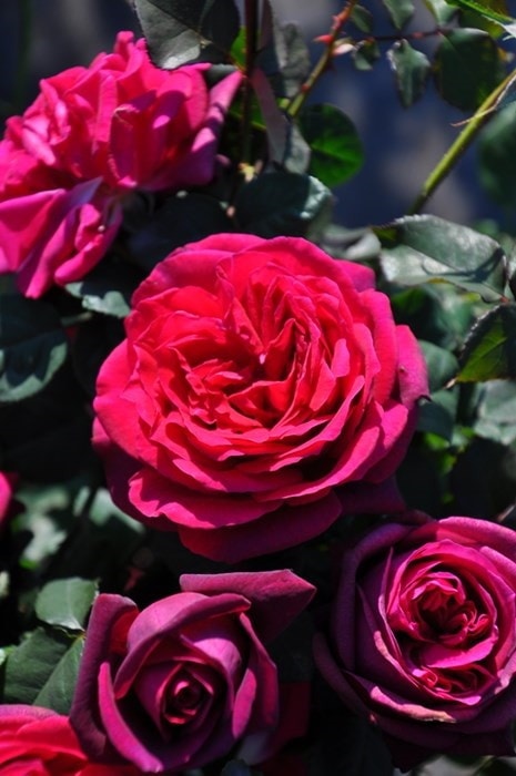 ���ߵ����ġۥХ��� ���졼�ե���ǥ����� ���� 6��ȭ�����ʡ����ӿ建�� ��Ͽ�ʼ�ϡ�J-IRM3�ա�1120�����