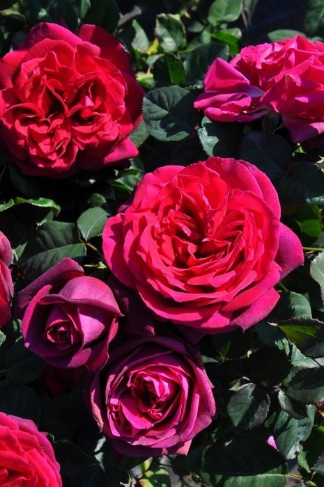 ���ߵ����ġۥХ��� ���졼�ե���ǥ����� ���� 6��ȭ�����ʡ����ӿ建�� ��Ͽ�ʼ�ϡ�J-IRM3�ա�1120�����