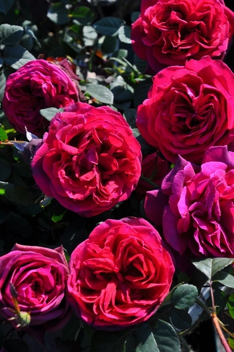 ���ߵ����ġۥХ��� ���졼�ե���ǥ����� ���� 6��ȭ�����ʡ����ӿ建�� ��Ͽ�ʼ�ϡ�J-IRM3�ա�1120�����