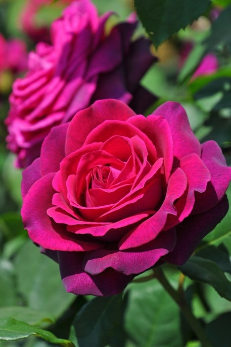 ���ߵ����ġۥХ��� ���졼�ե���ǥ����� ���� 6��ȭ�����ʡ����ӿ建�� ��Ͽ�ʼ�ϡ�J-IRM3�ա�1120�����