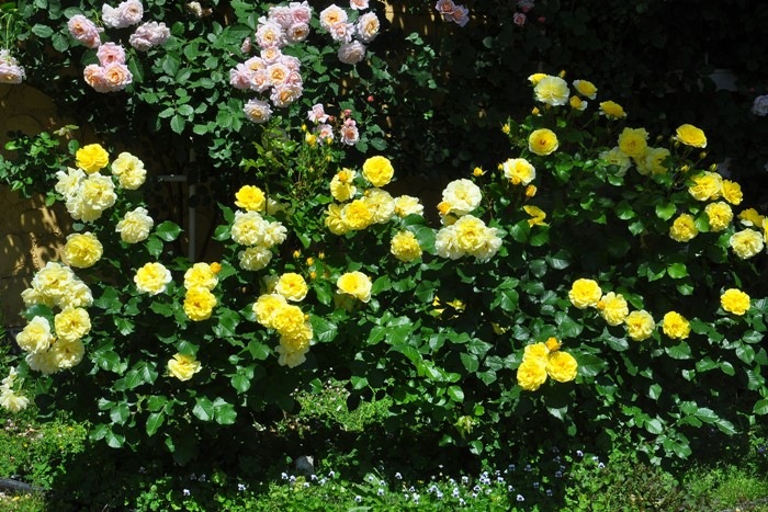 大苗 バラ苗 アカデミーオルレアン Ae黄 国産苗 6号鉢植え品 契約品種 J Ae すべての商品 バラの家 公式本店 ロサオリエンティス