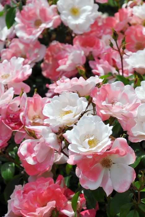 ���ߵ����ġۥХ��� ���졼�ƥ� ���� 6��ȭ�����ʡ����ӿ建�� ��Ͽ�ʼ�ϡ�IR-IRO3��