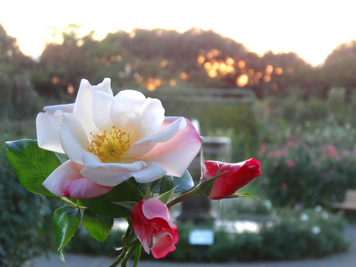 予約大苗 バラ苗 グレーテル Fl桃 国産苗 6号鉢植え品 農林水産省 品種登録出願中 Ir Iro3 2月末までのお届け ブランドで選ぶ バラ コルデス バラの家 公式本店 ロサオリエンティス バラ苗 専門店 予約大苗 バラ苗 グレーテル Fl桃 国産苗 6号鉢植え品 農林水産省 品種登録出願中 Ir Iro3 2月末までのお届け ブランドで選ぶ バラ コルデス バラの家 公式本店 ロサオリエンティス バラ苗 専門店