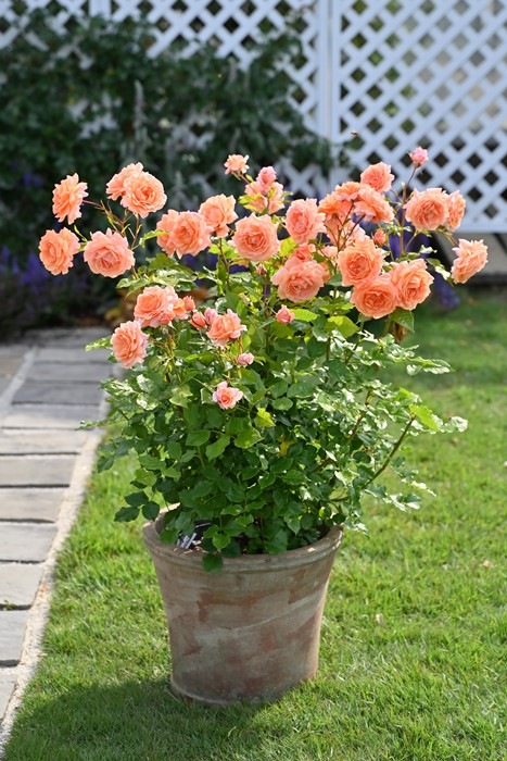 Хġġۥ쥰ӥåե  6ȭʡHan-DOR