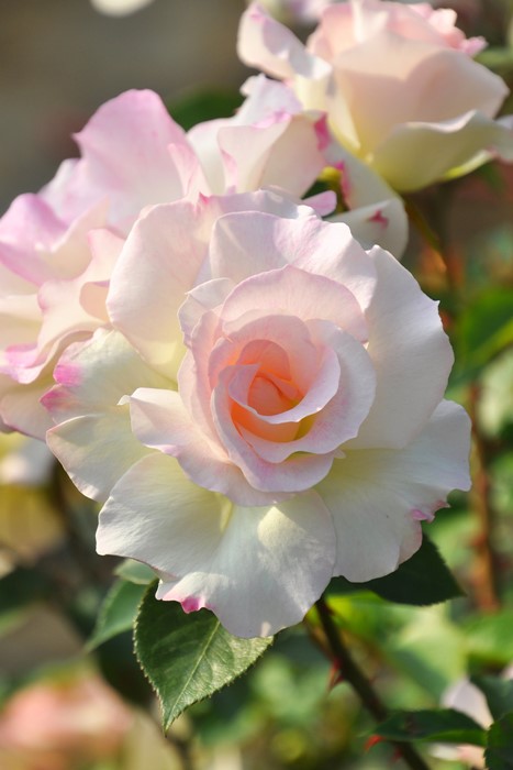 ���ߵ����ġۥХ��� �ޥ���� ���� 6��ȭ�����ʡ�J-FL10�ա�0204�����