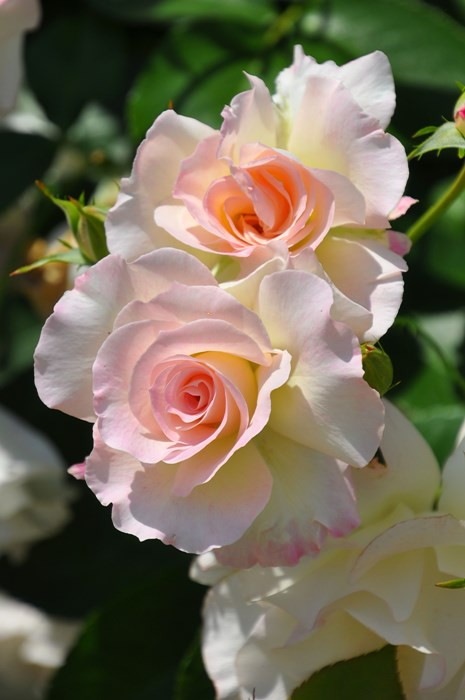 ���ߵ����ġۥХ��� �ޥ���� ���� 6��ȭ�����ʡ�J-FL10�ա�0204�����