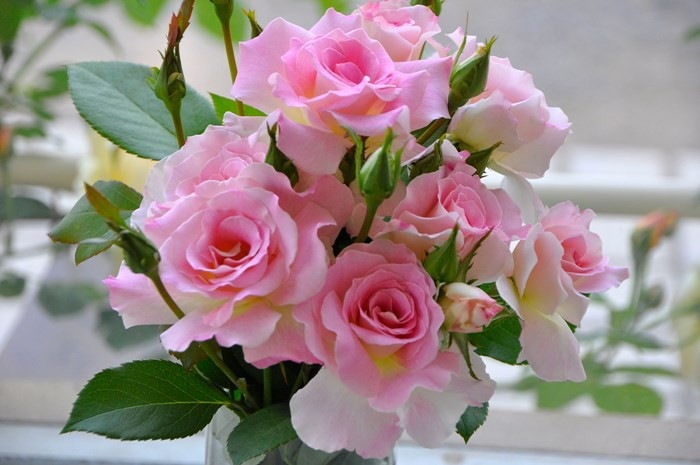 ���ߵ����ġۥХ��� �ޥ���� ���� 6��ȭ�����ʡ�J-FL10�ա�0204�����