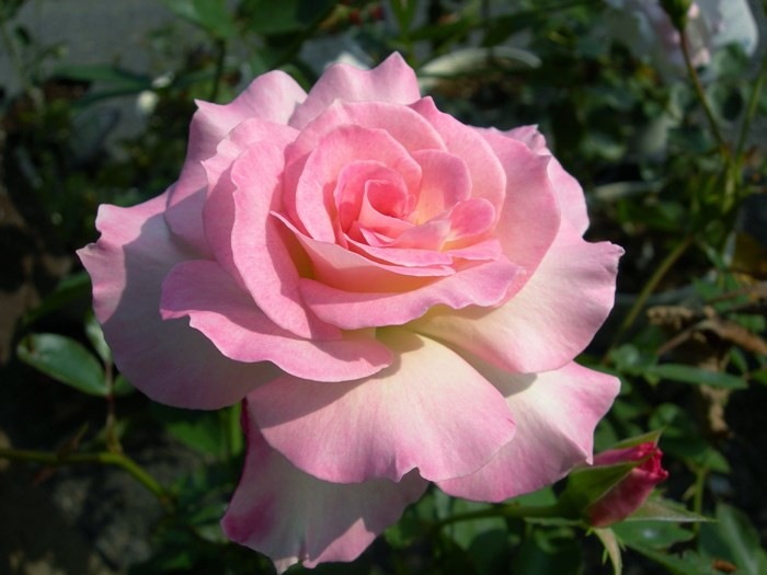 ���ߵ����ġۥХ��� �ޥ���� ���� 6��ȭ�����ʡ�J-FL10�ա�0204�����