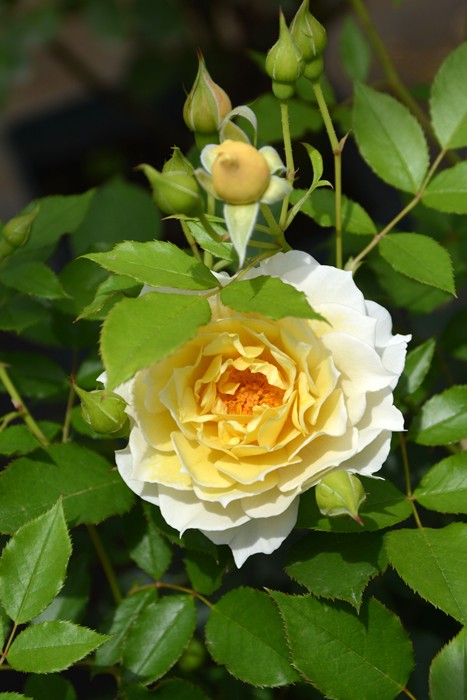 �Х��ġڿ��ġۥƥ��󥫡��٥� ���ġ����ӿ建�� �ʼ���Ͽ�д���ϡ�J-RN��2026�տ��ʼ��0420�����