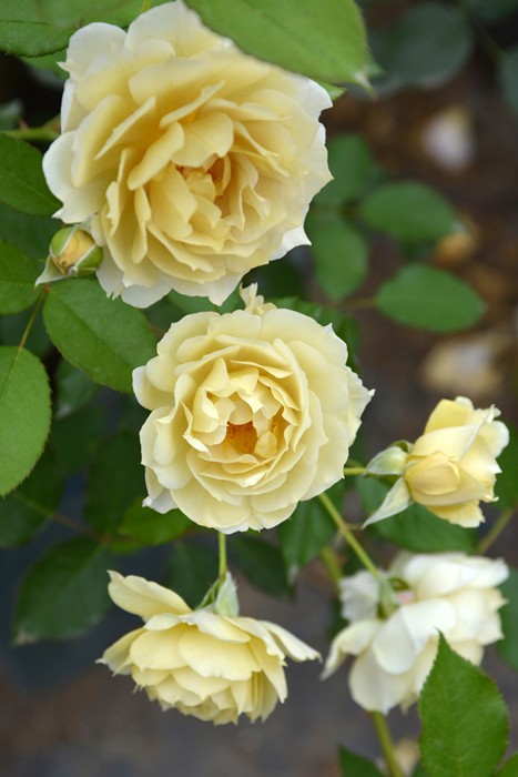 �Х��ġڿ��ġۥƥ��󥫡��٥� ���ġ����ӿ建�� �ʼ���Ͽ�д���ϡ�J-RN��2026�տ��ʼ��0420�����