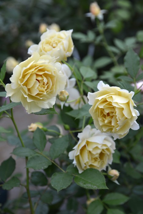 �Х��ġڿ��ġۥƥ��󥫡��٥� ���ġ����ӿ建�� �ʼ���Ͽ�д���ϡ�J-RN��2026�տ��ʼ��0420�����