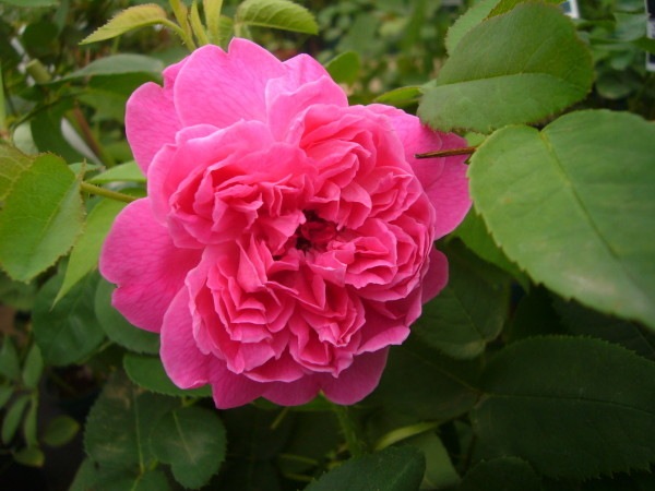 Хġġۥ楸̥ޥڥޥ   6ȭʡJ-OC20