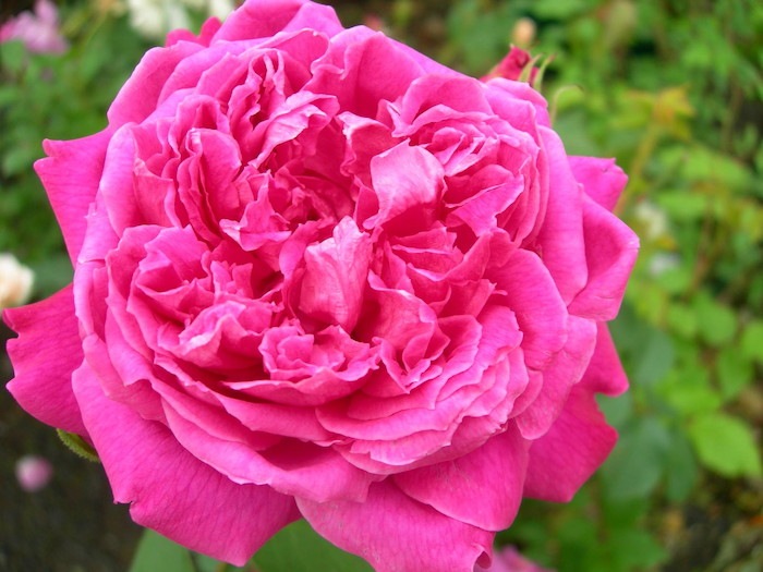 Хġġۥ楸̥ޥڥޥ   6ȭʡJ-OC20