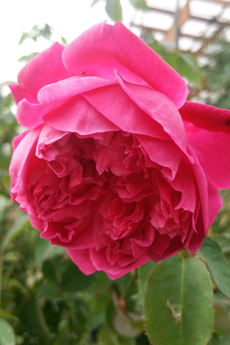 Хġġۥ楸̥ޥڥޥ   6ȭʡJ-OC20