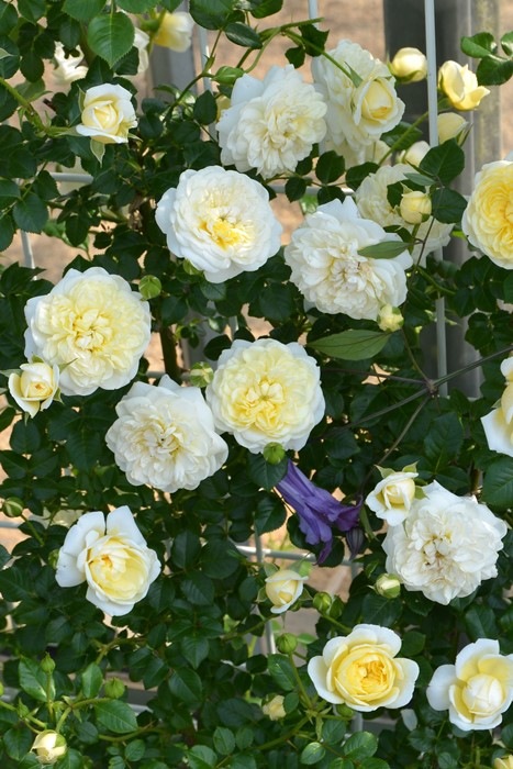 ���ߵ����ġۥХ��� �ץ��ͥ� ���� 6��ȭ�����ʡ����ӿ建�� �ʼ���Ͽ�д���ϡ�Kb-RM�ա�0116�����