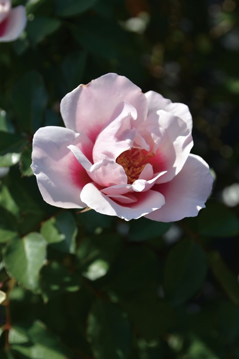 ġۥХ   6ȭʡӿ建 ʼϿдϡJ-RP