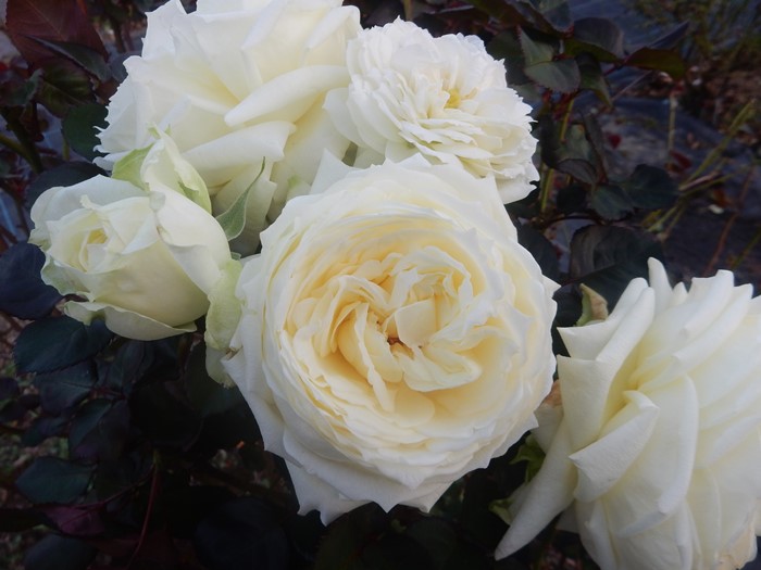 �Х��ġ����ġ۱��˥�ޥ������Ρ��������ܥ꡼ ���� 6��ȭ�����ʡη����ʼ�ϡ�JB-YR��