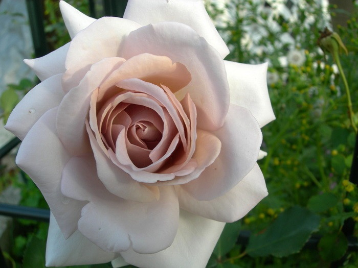 ���ߵ����ġۥХ��� ��������ɥ��졼 ���� 6��ȭ�����ʡη����ʼ�ϡ�J-HT25��