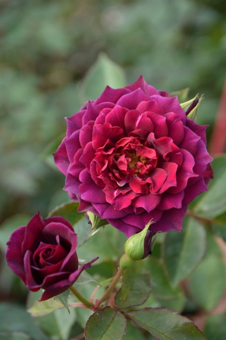 �Х��ġ����ġۥ饤�� ���� 6��ȭ�����ʡη����ʼ�ϡ�J-RO��