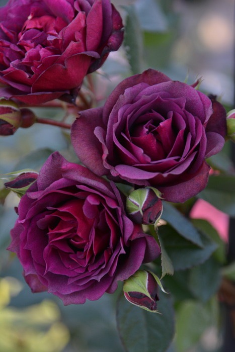 �Х��ġ����ġۥ饤�� ���� 6��ȭ�����ʡη����ʼ�ϡ�J-RO��