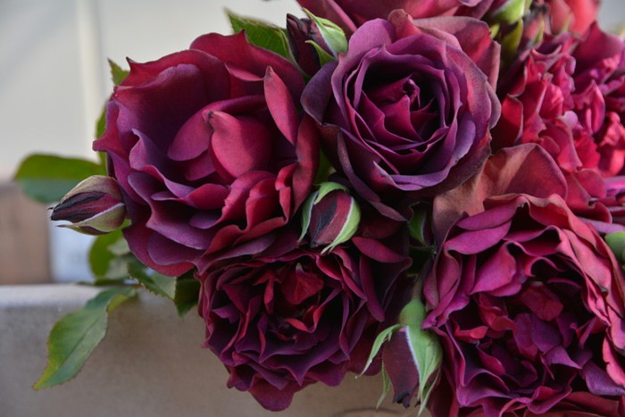 �Х��ġ����ġۥ饤�� ���� 6��ȭ�����ʡη����ʼ�ϡ�J-RO��