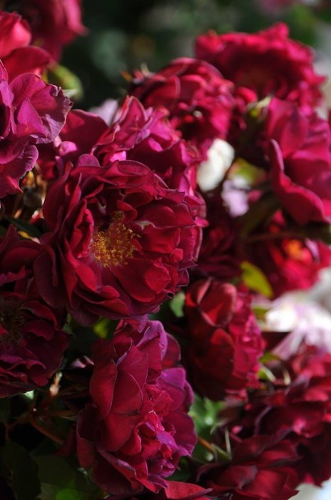 �Х��ġ����ġۥ饤�� ���� 6��ȭ�����ʡη����ʼ�ϡ�J-RO��