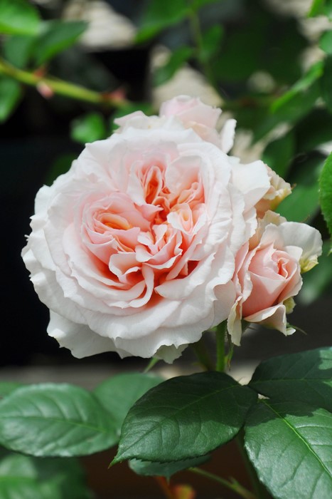 バラ苗 新苗 チャリティーローズ 絆kizuna Dm杏 国産苗 契約品種 J Dm 0415販売 すべての商品 バラの家 公式本店 ロサオリエンティス