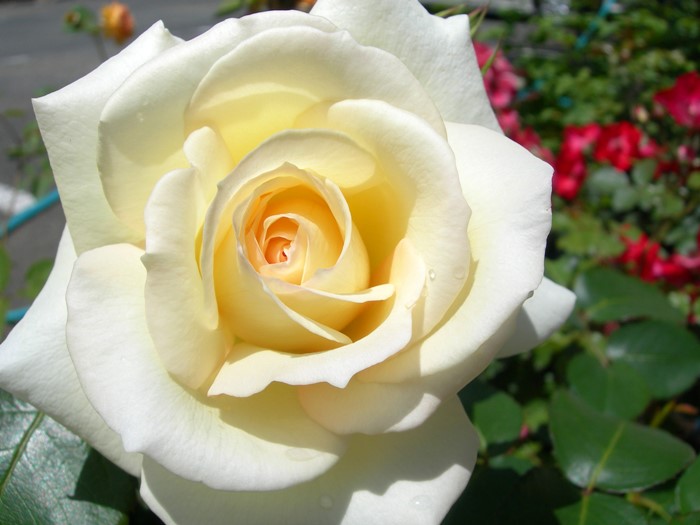 Хġġۥ͡Хĥ  6ȭʡJ-CL20