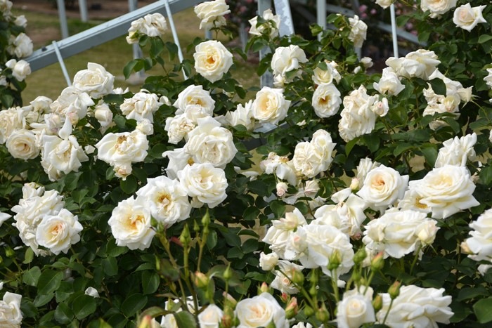 Хġġۥ͡Хĥ  6ȭʡJ-CL20