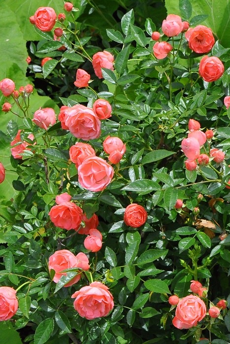 �����ġۥХ��� �ޥ르�������� ���� 6��ȭ�����ʡ�J-OB20��