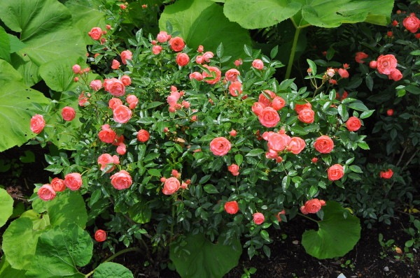 �����ġۥХ��� �ޥ르�������� ���� 6��ȭ�����ʡ�J-OB20��