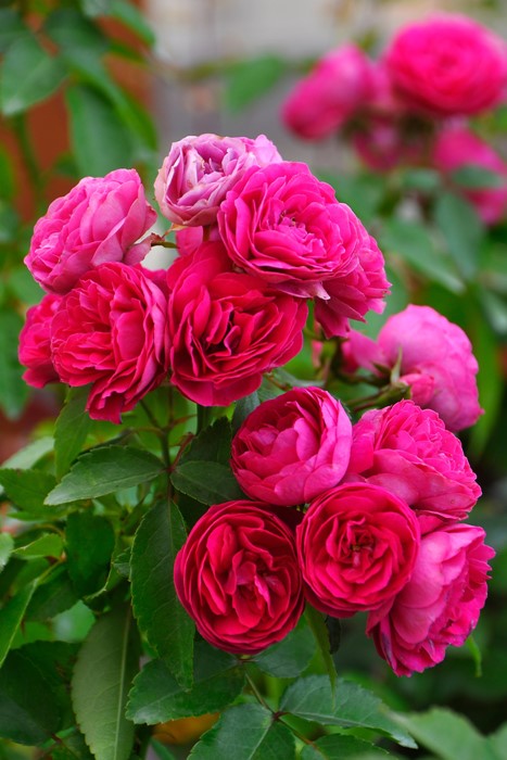 �Х��ġ�6�濷�ġۥԥ󥯥��꡼�󥢥��� ���� 6��ȭ�����ʡη����ʼ�ϡ�MA-MA�ա�0713�����