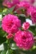 �Х��ġ�6�濷�ġۥԥ󥯥��꡼�󥢥��� ���� 6��ȭ�����ʡη����ʼ�ϡ�MA-MA�ա�0713�����
