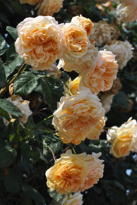 Хġġۥץꥳåȥ  6ȭʡηʼϡKb-BRN