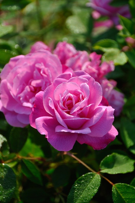 �Х��ġ����ġۥ�����ɥ֥�å��� ���� 6��ȭ�����ʡ�J-OB20��